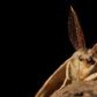guilelessmoth